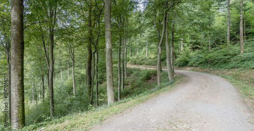 bending road in forest near Durbach, Germany