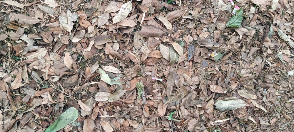 Dry leaves scattered on the ground Dry leaves scattered on the ground