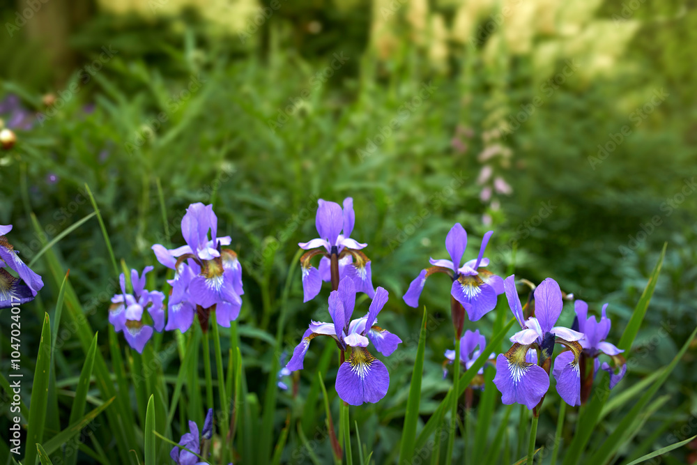Nature, bush and flowers in garden for botany, floriculture and colorful blossom. Growth, season and purple iris petals, floral plants and leaves for outdoor field or park landscape in spring. Nature, bush and flowers in garden for botany, floriculture and colorful blossom. Growth, season and purple iris petals, floral plants and leaves for outdoor field or park landscape in spring.