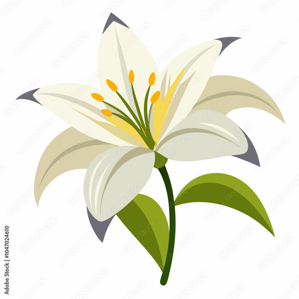 Lily on a white background Lily on a white background