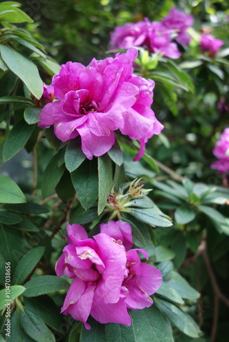 Close-up of a vibrant pink Azalea flower in full bloom