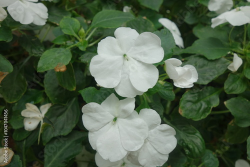 White Impatiens have soft, round petals and a gentle, subtle fragrance. Their delicate blooms form a lush, compact cluster, creating a soothing contrast with green foliage. photo