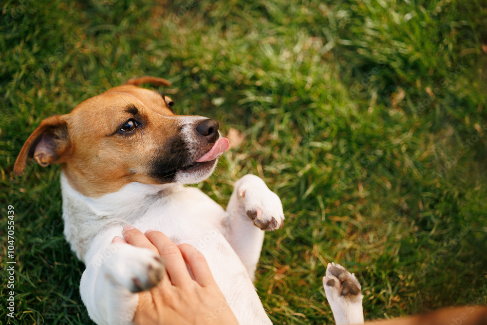 Obraz premium ack Russell Terrier dog in the park lies on its back on the green grass at sunset.