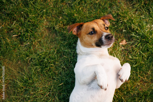 ack Russell Terrier dog in the park lies on its back on the green grass at sunset. photo