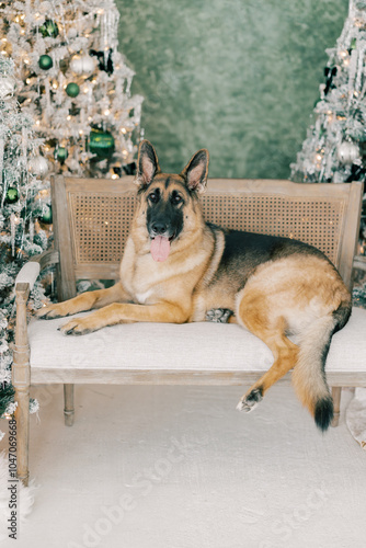 Festive German Shepherd with Christmas Tree Decorations