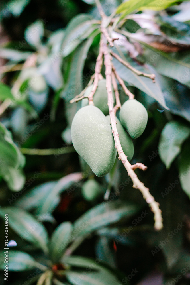 Unripe mangoes hanging on the tree branch Unripe mangoes hanging on the tree branch