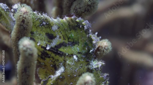 eaf Fish in Close up Shot in the Coral - Bunaken and Siladen Reef, in the North Sulawesi in Indonesia photo