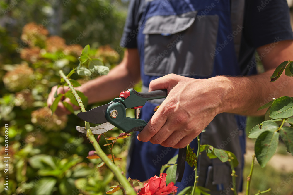 Gardener using pruning shears, taking care of roses, plants and