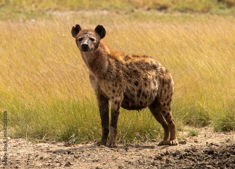 Hyena staring at me from the grass in the serengeti Hyena staring at me from the grass in the serengeti