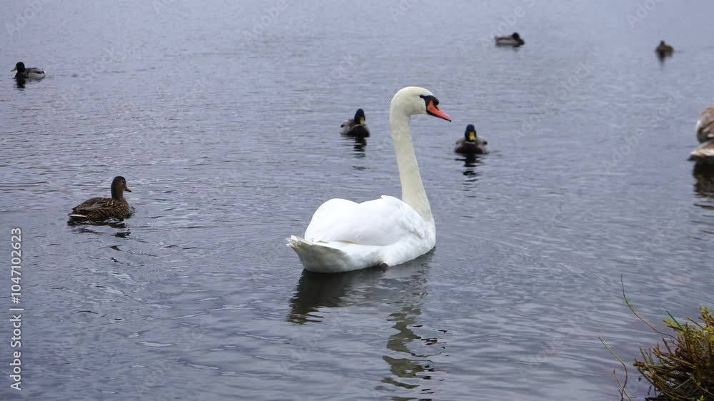 A pair of white swans gracefully swim alongside ducks in a charming city pond. This beautiful urban scene showcases the harmony of wildlife and nature amidst a bustling environment A pair of white swans gracefully swim alongside ducks in a charming city pond. This beautiful urban scene showcases the harmony of wildlife and nature amidst a bustling environment