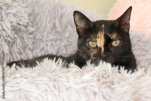 Tortoiseshell cat nestled in a fluffy blanket