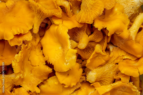 Freshly harvested chanterelle mushrooms piled together on a wooden surface in natural light.