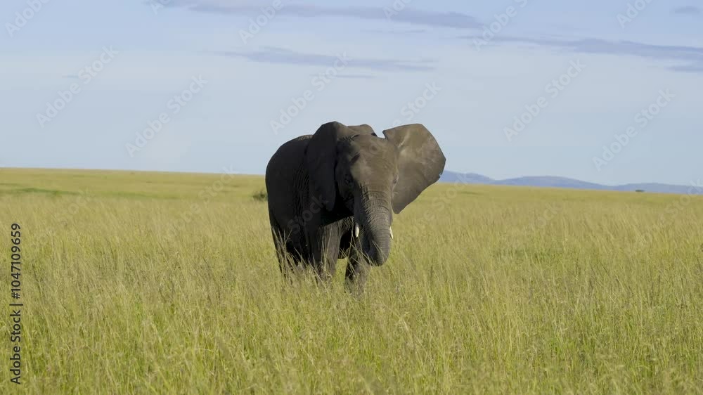 African Elephant grazing on grass at Maasai Mara National Reserve in Kenya. Slow motion 4k video. African Elephant grazing on grass at Maasai Mara National Reserve in Kenya. Slow motion 4k video.