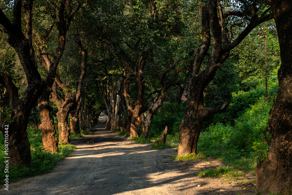 Naklejka premium Scenic Village Road Lined with Trees on Both Sides