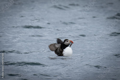 Puffin preparing for flight