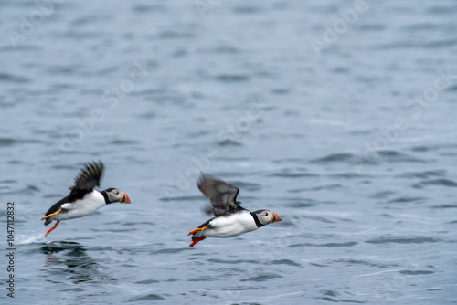 Puffin running on water