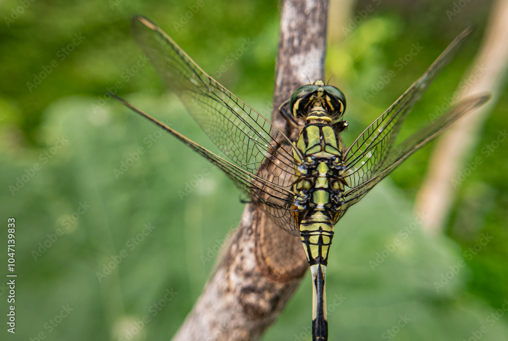 Dragonflies in Focus Capturing Nature’s Masterpieces Dragonflies in Focus Capturing Nature’s Masterpieces