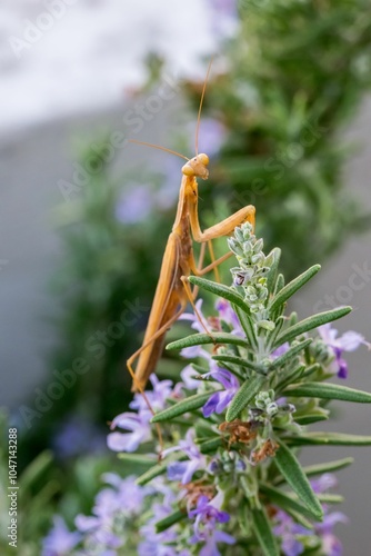 A large brown European Mantis, Mantis religiosa, waiting for its prey on a rosemary plant in Malta. photo