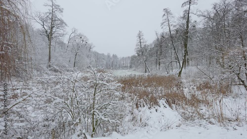 Wallpaper Mural A beautiful walk through the winter forest. Trees, branches and bushes in the snow. Snow everywhere. The path in the forest is covered with snow. Torontodigital.ca