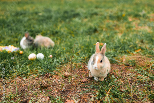 Lovely bunny easter fluffy baby rabbit eating green grass with a basket full of colorful easter eggs on green garden nature with flowers background on warmimg day. Symbol of easter day festival. photo