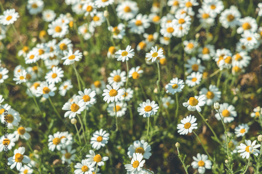Field of chamomiles blooming in the sunlight Field of chamomiles blooming in the sunlight