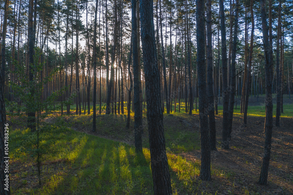 Fototapeta premium Golden sunlight shining through pine trees in forest at sunset