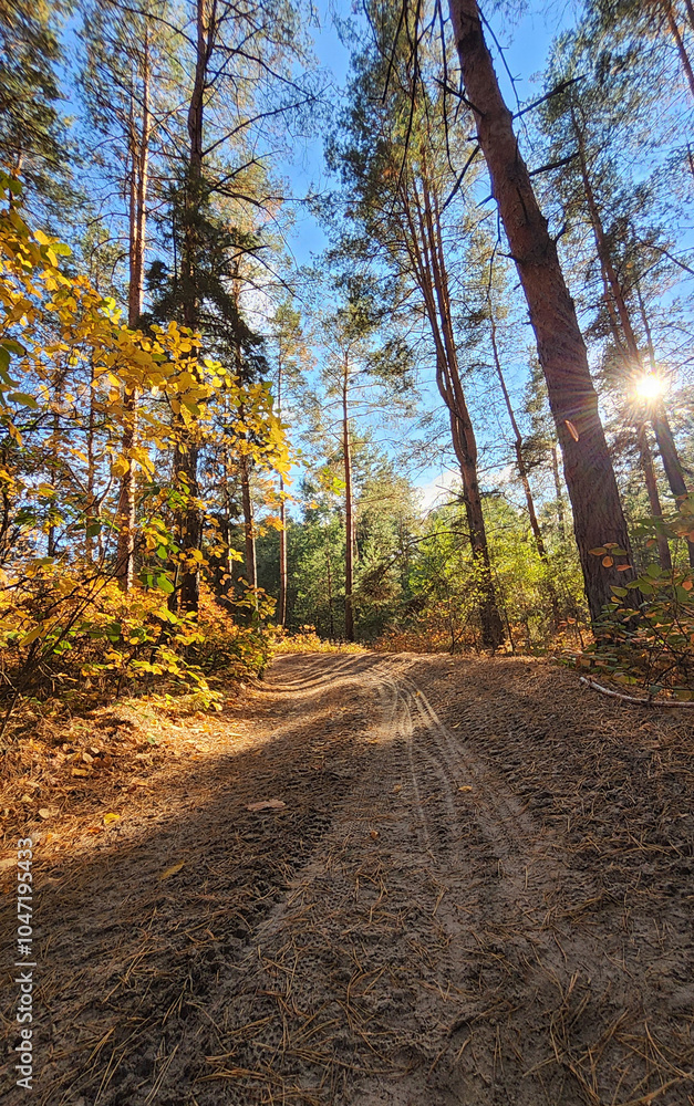 Fototapeta premium Autumn pine forest, autumn colors, sunny day. Ukraine, Dnipro.