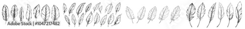 Various bird feathers. Handdrawn illustration turned into a modern outline. Transparent background.