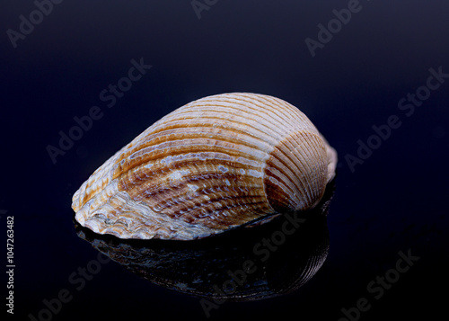 A seashell arranged beautifully on a reflective surface in soft lighting photo