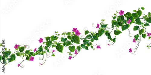 A trailing vine with many small flowers growing along its length, illustration art