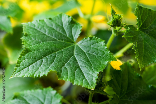 Close-up. Seedlings of cucumbers in spring on a yellow background. Cucumber seedlings are grown for summer cottages