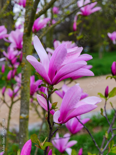 Blühender Baum im Frühling