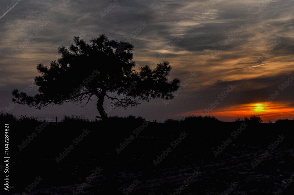 The sunset and the Pine tree, Portugal The sunset and the Pine tree, Portugal