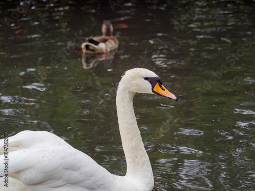 Schwan auf einem See photo