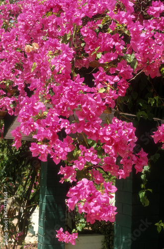 Bougainvillier, Bougainvillea × buttiana photo