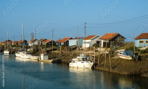 Huitre, Ostrea edulis, Port ostreicole, La Tremblade, 17, Charente Maritime, France photo