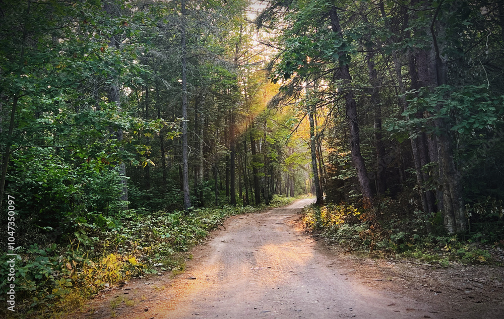 Obraz premium sunlit path