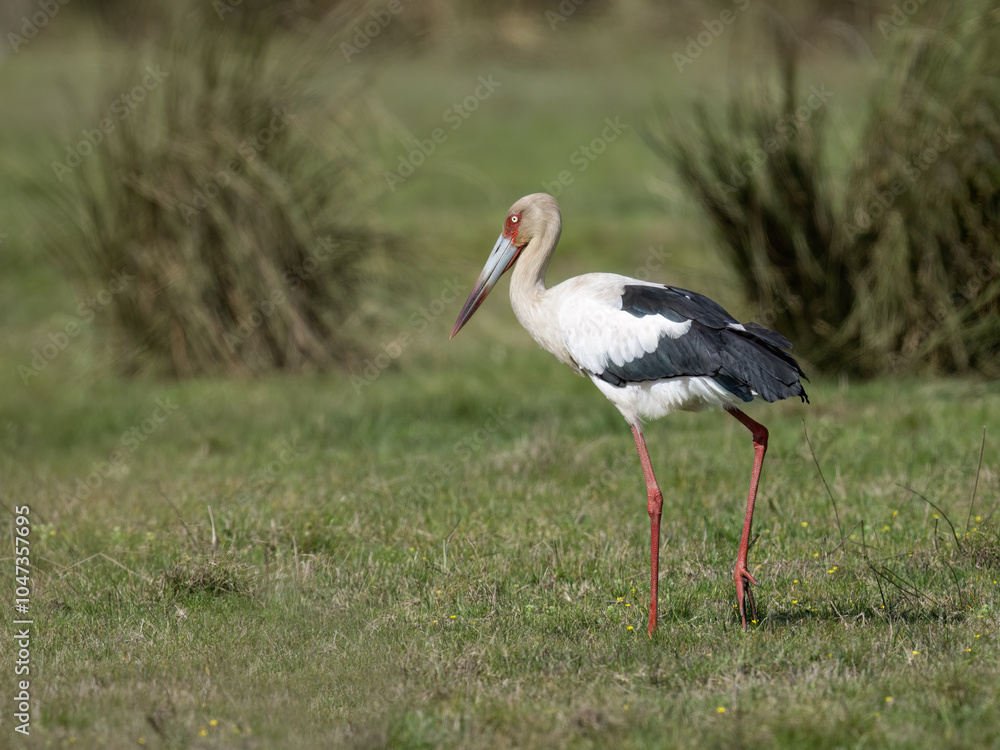 Fototapeta premium Maguari Stork foraging on the field