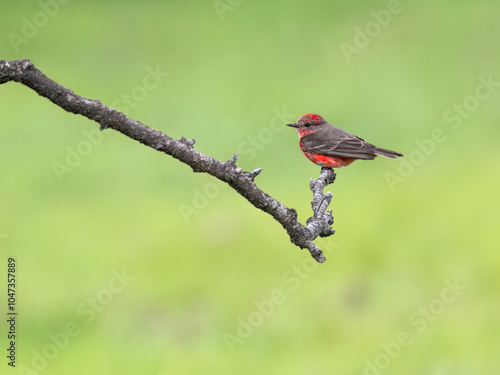 Vermilion Flycatcher on tree branch against green background photo