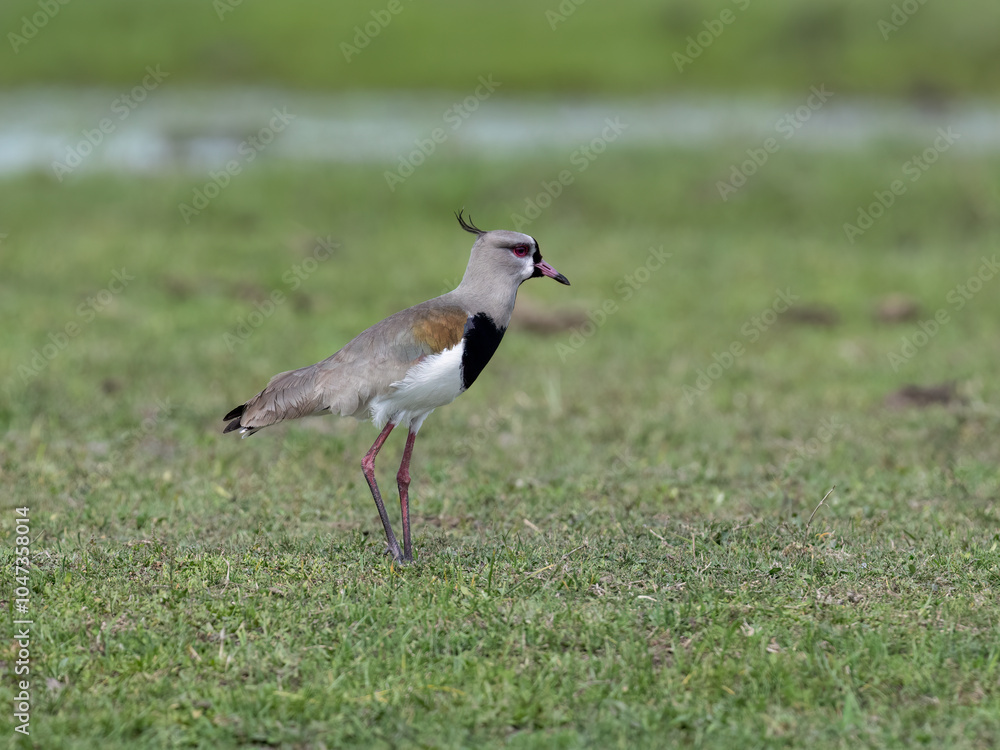 Naklejka premium Southern Lapwing on green grass portrait