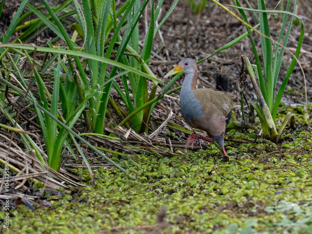 Fototapeta premium Giant Wood-Rail foraging on the pond
