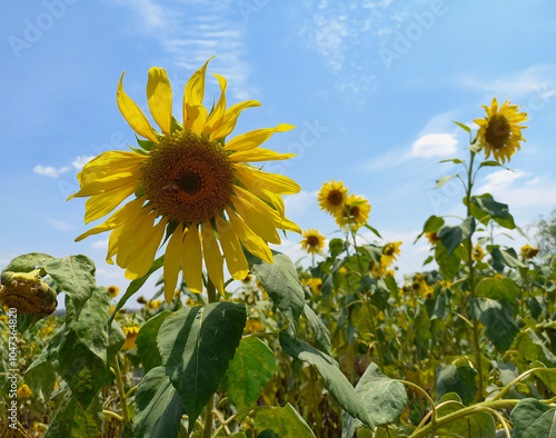 Fotografie Several sunflowers responding to the light of a blue sky day with clouds with a
