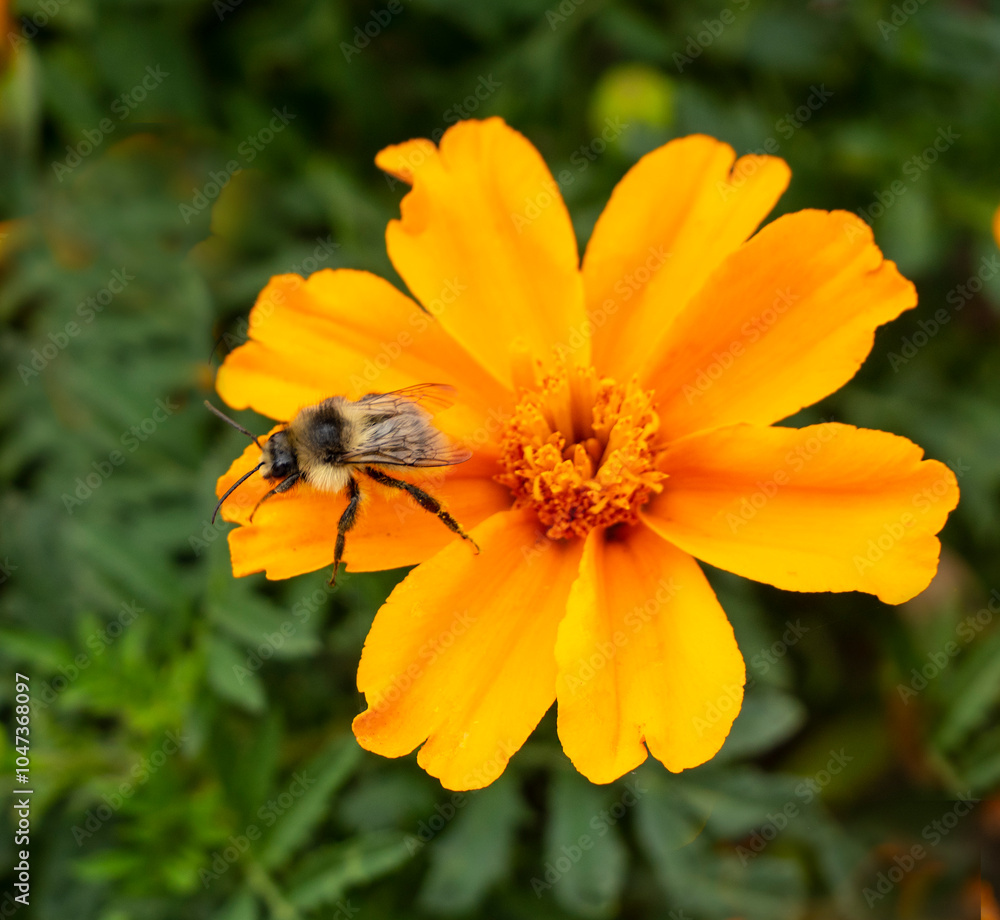 A bumblebee collects nectar and pollen from marigolds.
These flowers are not the main honey plants. A bumblebee collects nectar and pollen from marigolds.
These flowers are not the main honey plants.