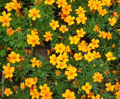 Background of autumn marigolds. Marigolds complement the Golden Autumn range with their yellow color. 