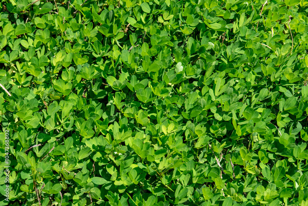 Obraz premium Folhas verdes