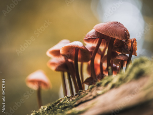 Pilzfamilie im sonnigen Herbstwald photo