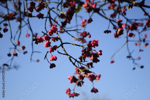 a branch of a tree