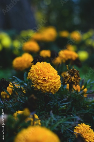The image features a vibrant close-up of a marigold flower in full bloom, with its bright yellow petals standing out against the dark green leaves and blurred background. 