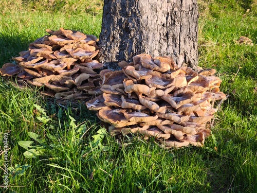 Принти на полотні Honey fungus on a tree