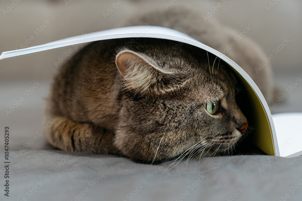 Naklejka premium A gray tabby cat lying under an open book, with its head peeking out from underneath. 